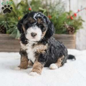 Dixie, Mini Bernedoodle Puppy
